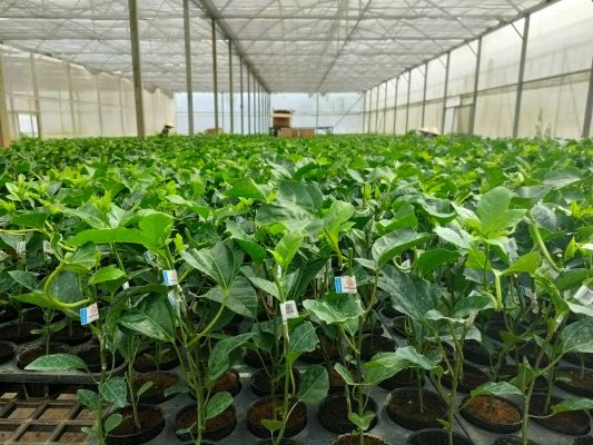 riêng tháng 6/2021 là 600.000 cây đạt 50% tổng số lượng cây giống đã xuất bán trong năm;