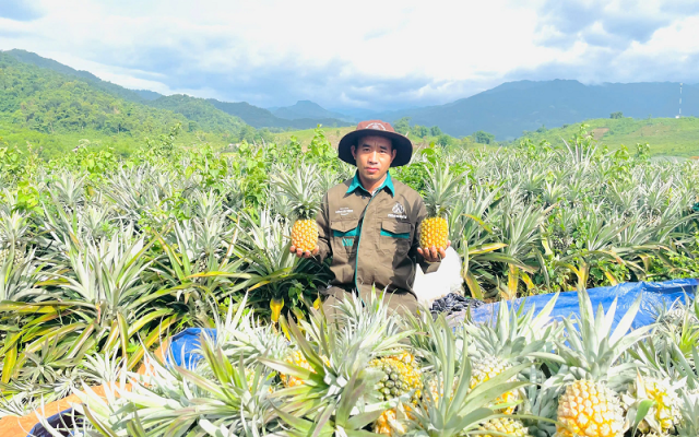 The first pineapples from Nafoods' Tri Lễ sourcing region were harvested after nearly two years of investment, supplying raw materials for processing and export.